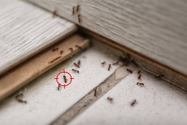 Best Residential Pest Control  in Woodville, AL