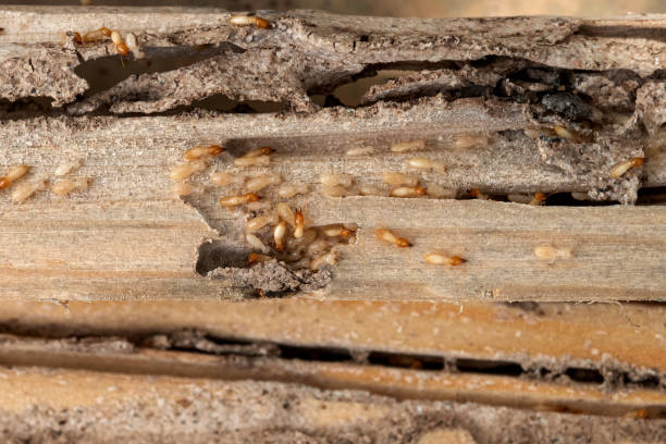 Best Affordable Pest Control Services  in Woodville, AL